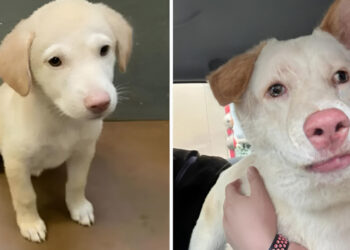 Thinking they had adopted a Labrador puppy from the shelter, these owners discovered a completely different crossbreed female dog as an adult (video)
