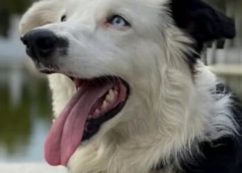 This stray dog ​​turned rescue dog saved dozens of lives following the Venezuela earthquake