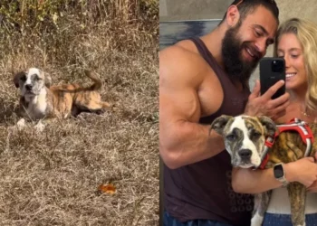 While on a road trip, a British couple is struck by the resemblance of a stray puppy to their dogs and decides to adopt it
