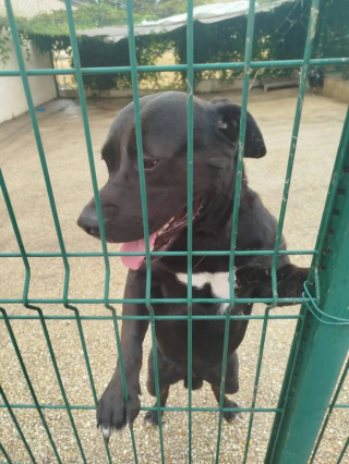 Illustration of the article: “He already knows the worst of human beings”, this young dog lived locked in a crate in full sun before being rescued (video)