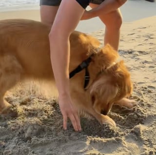 Illustration of the article: “He is so happy”, a Golden Retriever overjoyed by discovering the beach for the first time (video)