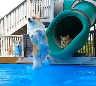 Illustration of the article: 15 photos of dogs enjoying the swimming pool like real little vacationers