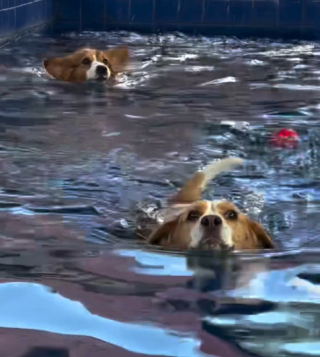 Illustration of the article: 15 photos of dogs enjoying the swimming pool like real little vacationers