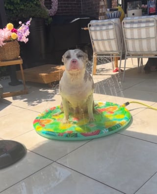 Illustration of the article: 15 photos of dogs enjoying the swimming pool like real little vacationers