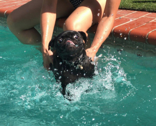 Illustration of the article: 15 photos of dogs enjoying the swimming pool like real little vacationers
