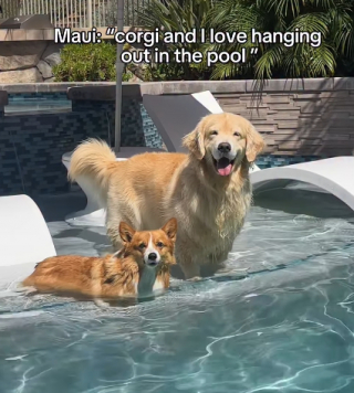 Illustration of the article: 15 photos of dogs enjoying the swimming pool like real little vacationers