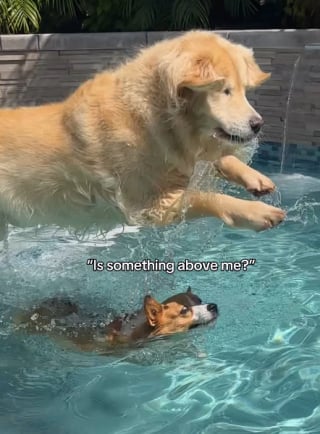 Illustration of the article: 15 photos of dogs enjoying the swimming pool like real little vacationers