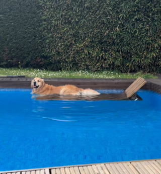 Illustration of the article: 15 photos of dogs enjoying the swimming pool like real little vacationers