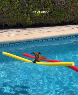 Illustration of the article: 15 photos of dogs enjoying the swimming pool like real little vacationers