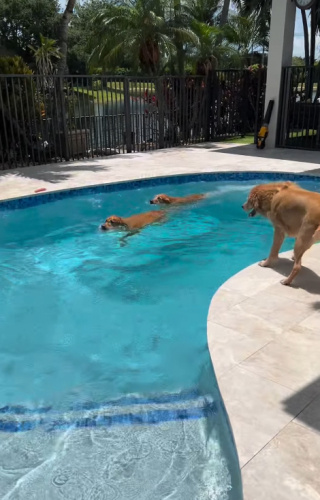 Illustration of the article: 15 photos of dogs enjoying the swimming pool like real little vacationers