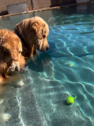 Illustration of the article: 15 photos of dogs enjoying the swimming pool like real little vacationers