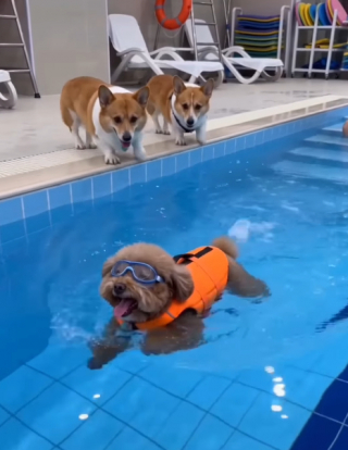 Illustration of the article: 15 photos of dogs enjoying the swimming pool like real little vacationers