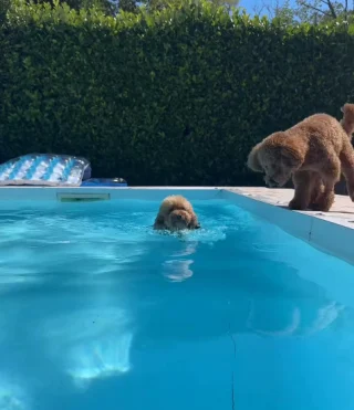 Illustration of the article: 15 photos of dogs enjoying the swimming pool like real little vacationers