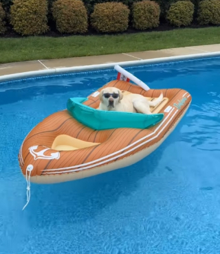 Illustration of the article: 15 photos of dogs enjoying the swimming pool like real little vacationers