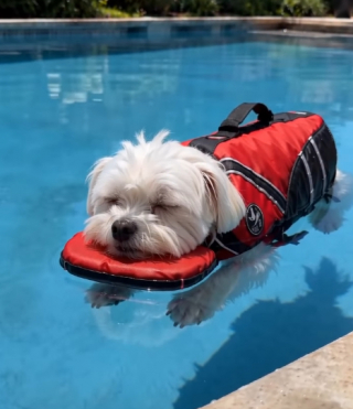 Illustration of the article: 15 photos of dogs enjoying the swimming pool like real little vacationers