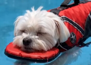 15 photos of dogs enjoying the pool like real little vacationers