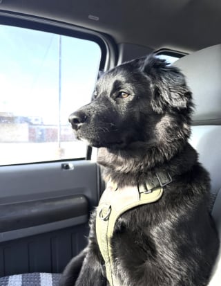 Illustration of the article: While taking a break at a gas station, he didn't expect to adopt a puppy (video)
