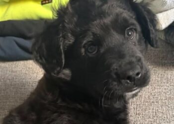 While taking a break at a gas station, he didn't expect to adopt a puppy (video)