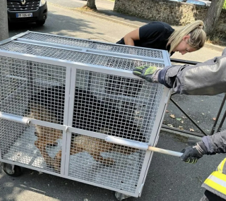 Illustration of the article: A report helps save a German Shepherd trapped in a river and reunite him with his family who were looking for him