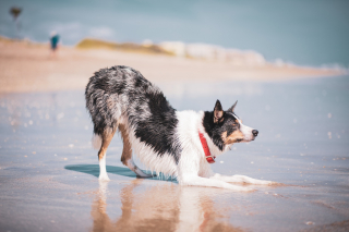 Illustration of the article: Faced with the boom in traveling with animals, European cities are becoming more and more pet-friendly