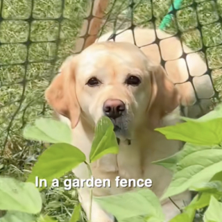 Illustration of the article: These 2 Labradors have a particular talent for finding themselves stuck in the most improbable situations (video)