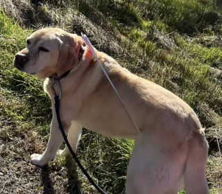 Illustration of the article: These 2 Labradors have a particular talent for finding themselves stuck in the most improbable situations (video)