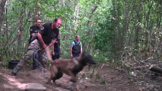 Illustration of the article: Thanks to its unparalleled flair, this Malinois is one of the rare dogs in France capable of finding fire accelerants (video)