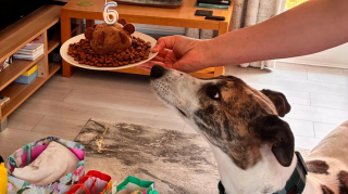 Illustration of the article: After 550 days of waiting, the “loneliest dog” in the country finally finds the home he deserved (video)