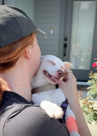 Illustration of the article: This stray dog ​​slept under bushes for lack of anything better until 2 humans decided to change her life (video)
