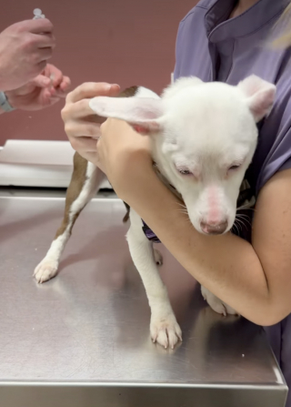 Illustration of the article: This stray dog ​​slept under bushes for lack of anything better until 2 humans decided to change her life (video)