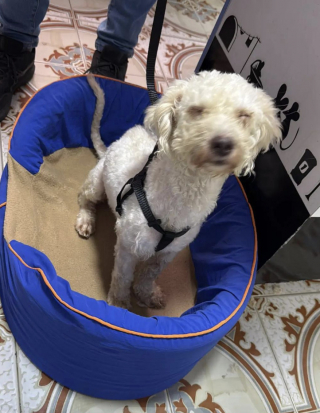 Illustration of the article: Trapped for 29 days under the rubble of an earthquake, a Poodle is found alive by rescuers (video)