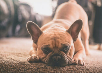 Why is your dog frantically scratching your carpet?