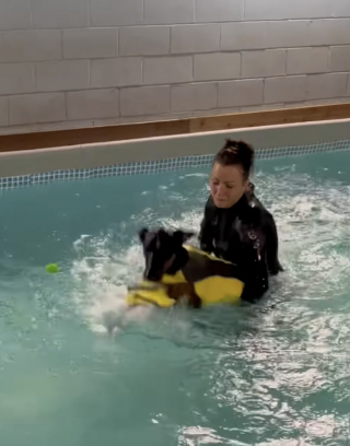 Illustration of the article: “I'm so proud of him”, after years of effort, this Doberman finally manages to overcome his fear of water (video)