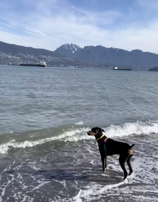 Illustration of the article: “I'm so proud of him”, after years of effort, this Doberman finally manages to overcome his fear of water (video)