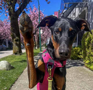 Illustration of the article: “I'm so proud of him”, after years of effort, this Doberman finally manages to overcome his fear of water (video)