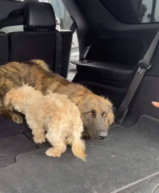 Illustration of the article: Lost in the middle of a busy road, this dog does everything possible to protect her little companion until help arrives (video)