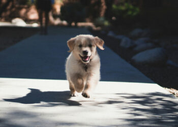 Dog chasing bikes: is it just a game?