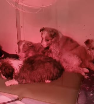Illustration of the article: “They had been thrown from the bridge”, 4 Australian Shepherd puppies rescued after being locked in a bag then thrown into a river in Gironde (33)