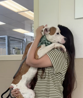 Illustration of the article: Ignored by his former owners, this shelter dog is overflowing with joy as soon as someone notices him (video)