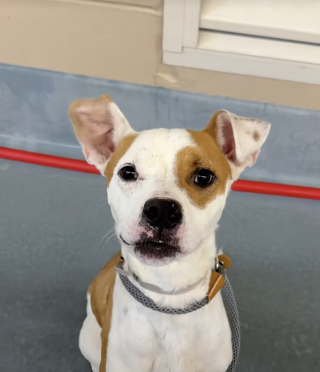 Illustration of the article: Ignored by his former owners, this shelter dog is overflowing with joy as soon as someone notices him (video)