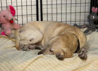 Illustration of the article: This 10-year-old Labrador rescued from a breeder who kept him outside is rebuilding at the shelter despite the lack of interest from adopters (video)