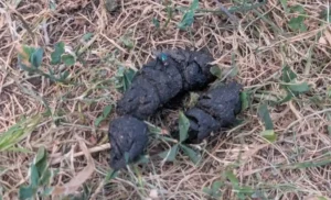 Pile of feces left lying around