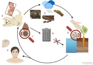 Roundworm infection route