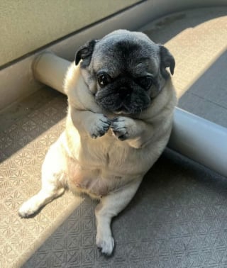 Illustration of the article: 12 photos of dogs that are sure to make you smile