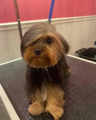 Illustration of the article: 12 photos of dogs that are sure to make you smile
