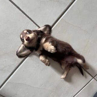 Illustration of the article: 12 photos of dogs that are sure to make you smile