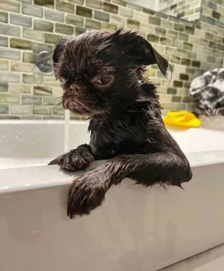 Illustration of the article: 12 photos of dogs that are sure to make you smile