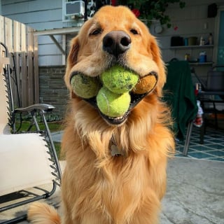 Illustration of the article: 12 photos of dogs that are sure to make you smile