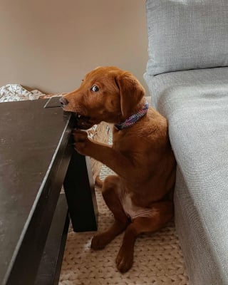 Illustration of the article: 12 photos of dogs that are sure to make you smile