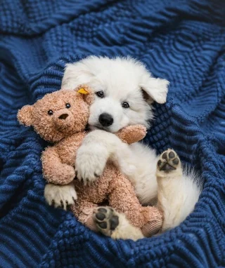 Illustration of the article: 12 photos of dogs that are sure to make you smile